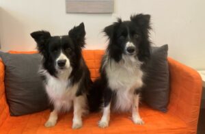 Max und Fly, die zertifizierten Bettwanzensuchhunde von Yasmine Dörflinger