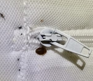 Bettwanzen haben sich in einem Bett eingenistet Bettwanzen in einem Bett